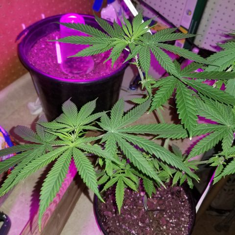 Southwest Candy  growlog timeline photo