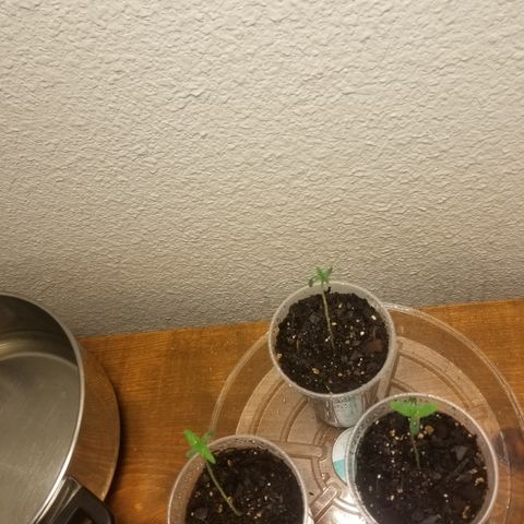 Southwest Candy  growlog photo