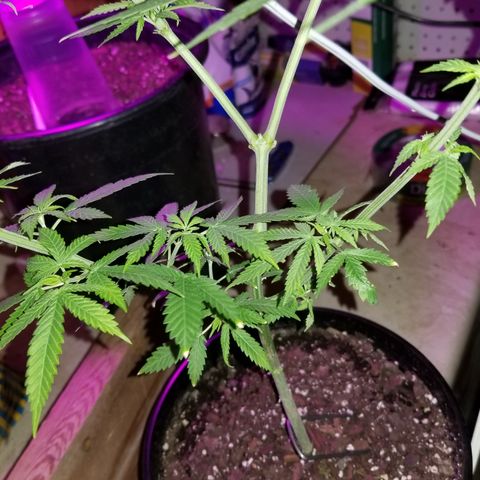 Southwest Candy  growlog timeline photo