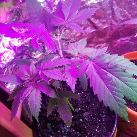 Southwest Candy  growlog timeline photo