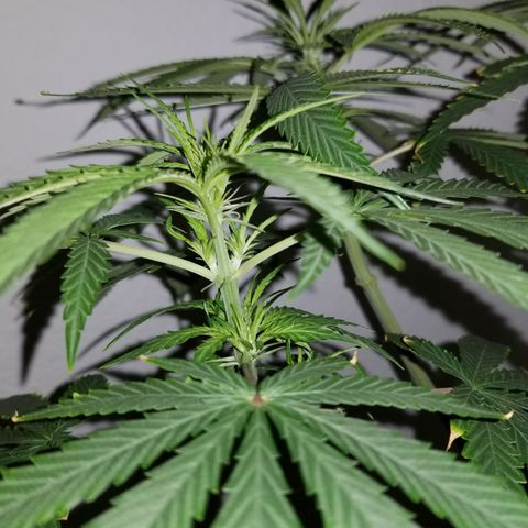 Southwest Candy  growlog photo: Flower development is moving along very nice and starting to see trichome development!