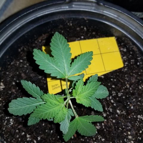 STRAWBERRY FIELDS   growlog photo