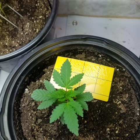 STRAWBERRY FIELDS   growlog photo