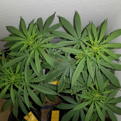 Southwest Candy  growlog timeline photo
