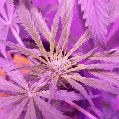 Southwest Candy  growlog photo: Shes developmenting buds very well smells earthy and sweet 🤤