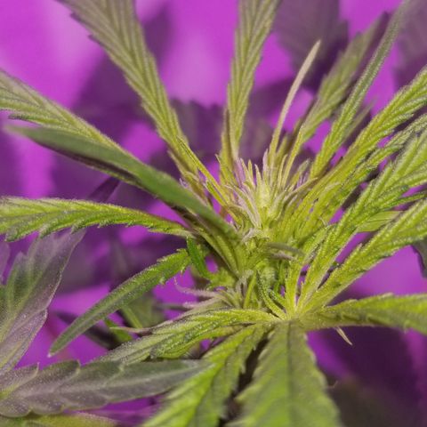 Southwest Candy  growlog photo: Shes developmenting buds very well smells earthy and sweet 🤤