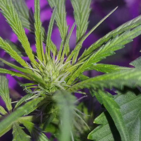 Southwest Candy  growlog photo: Shes developmenting buds very well smells earthy and sweet 🤤