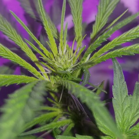 Southwest Candy  growlog photo: Shes developmenting buds very well smells earthy and sweet 🤤