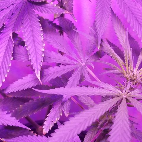 Southwest Candy  growlog photo: Shes developmenting buds very well smells earthy and sweet 🤤
