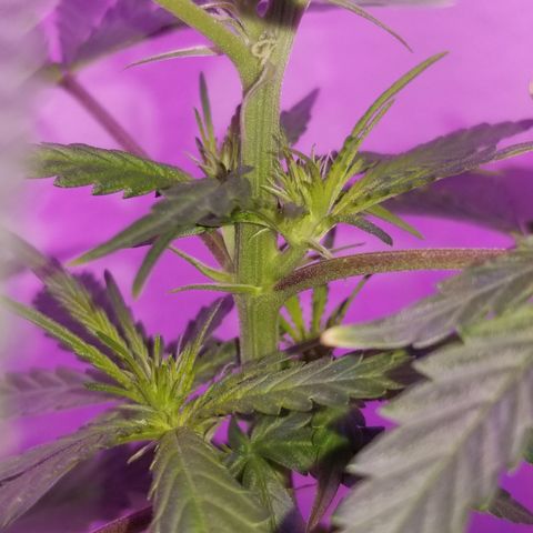 Southwest Candy  growlog photo: Shes developmenting buds very well smells earthy and sweet 🤤