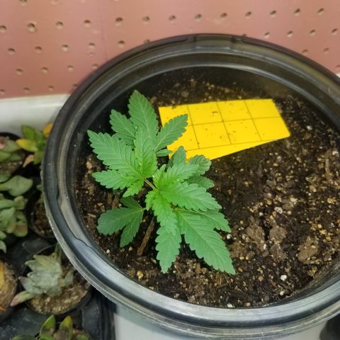 STRAWBERRY FIELDS   growlog photo