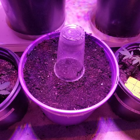 Amnesia Haze Auto  growlog photo