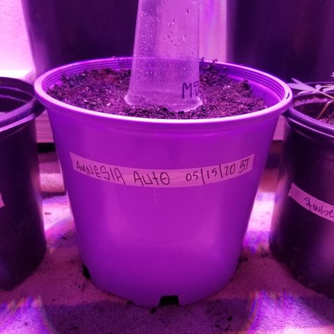 Amnesia Haze Auto  growlog photo