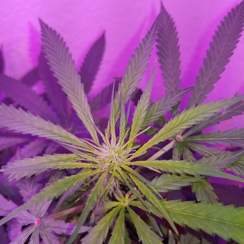 Southwest Candy  growlog photo: Starting to smell very sweet!