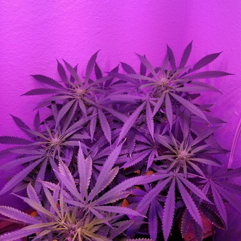 Southwest Candy  growlog photo: Starting to smell very sweet!
