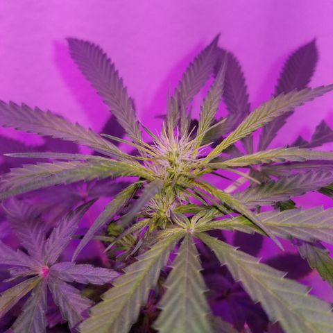 Southwest Candy  growlog photo: Starting to smell very sweet!