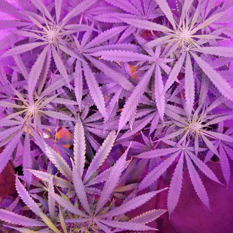 Southwest Candy  growlog timeline photo