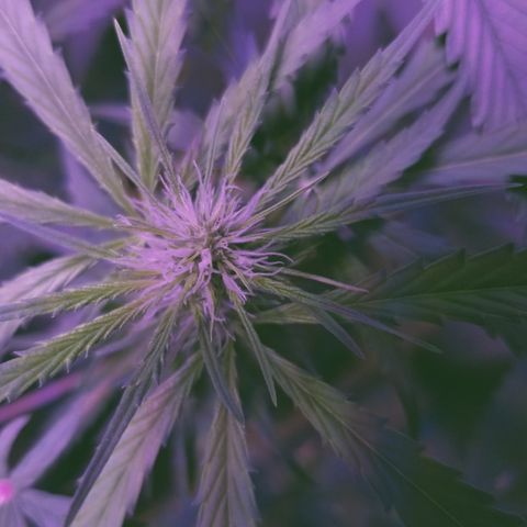 Southwest Candy  growlog photo: Getting bigger 🤤🤤