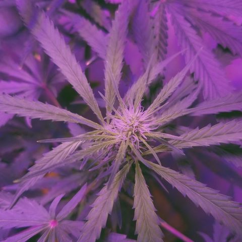 Southwest Candy  growlog photo: Getting bigger 🤤🤤