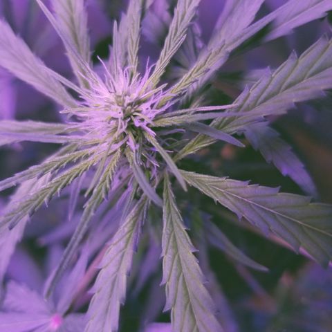 Southwest Candy  growlog photo: Getting bigger 🤤🤤