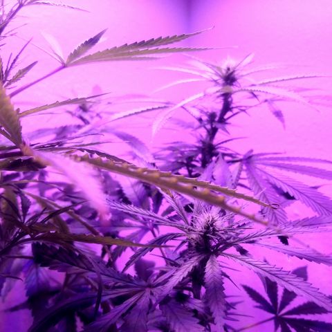 Southwest Candy  growlog photo: Getting bigger 🤤🤤