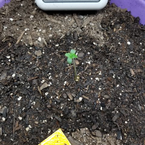 Amnesia Haze Auto  growlog photo
