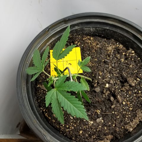 STRAWBERRY FIELDS   growlog timeline photo