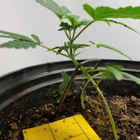 STRAWBERRY FIELDS   growlog photo: I'm very happy with this girl tops forming very nice shes gonna make a good finisher. 