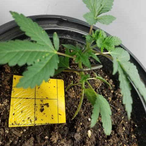 STRAWBERRY FIELDS   growlog photo: I'm very happy with this girl tops forming very nice shes gonna make a good finisher. 