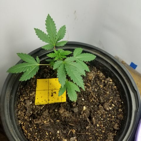 STRAWBERRY FIELDS   growlog photo: I'm very happy with this girl tops forming very nice shes gonna make a good finisher. 