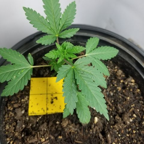 STRAWBERRY FIELDS   growlog photo: I'm very happy with this girl tops forming very nice shes gonna make a good finisher. 