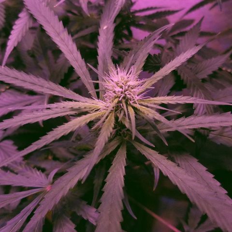 Southwest Candy  growlog photo: Finish up week 3 moving to week 4 lo ok king good buds are getting big cant wait till shes finished 
