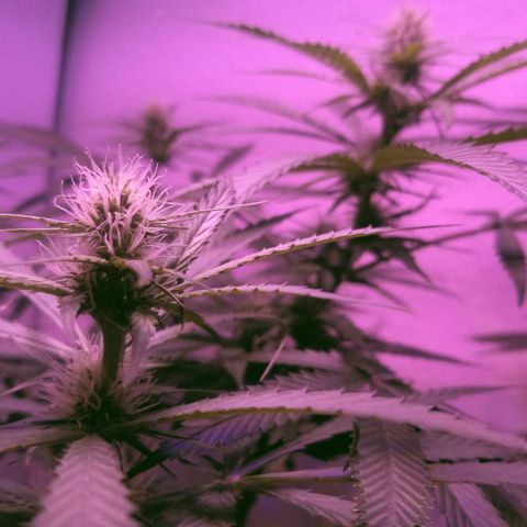 Southwest Candy  growlog photo: Finish up week 3 moving to week 4 lo ok king good buds are getting big cant wait till shes finished 