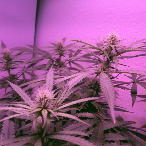 Southwest Candy  growlog photo: Finish up week 3 moving to week 4 lo ok king good buds are getting big cant wait till shes finished 
