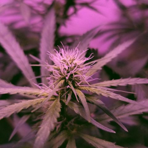 Southwest Candy  growlog photo: Finish up week 3 moving to week 4 lo ok king good buds are getting big cant wait till shes finished 