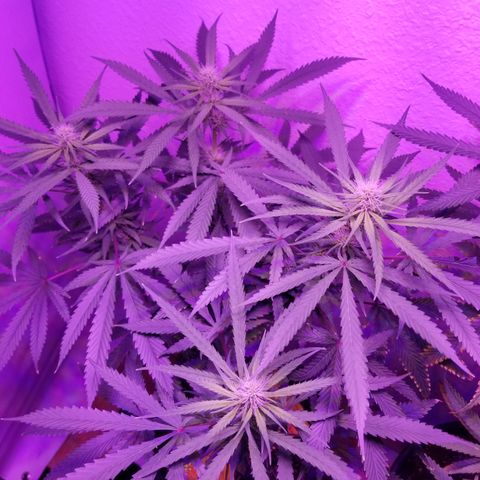 Southwest Candy  growlog photo: Finish up week 3 moving to week 4 lo ok king good buds are getting big cant wait till shes finished 