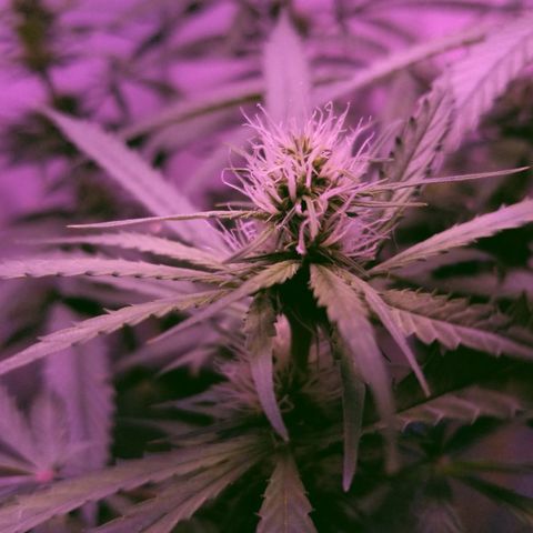 Southwest Candy  growlog photo: Finish up week 3 moving to week 4 lo ok king good buds are getting big cant wait till shes finished 