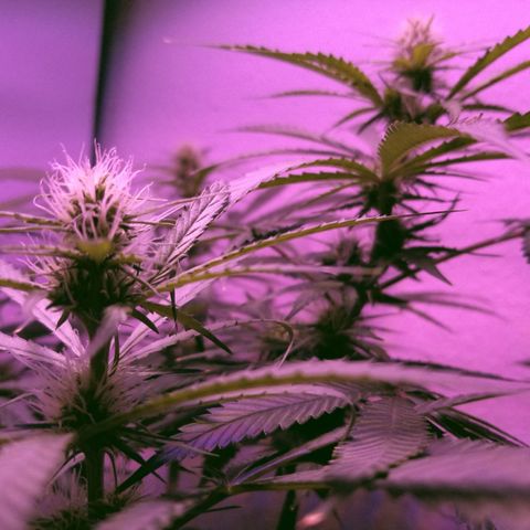 Southwest Candy  growlog photo: Finish up week 3 moving to week 4 lo ok king good buds are getting big cant wait till shes finished 