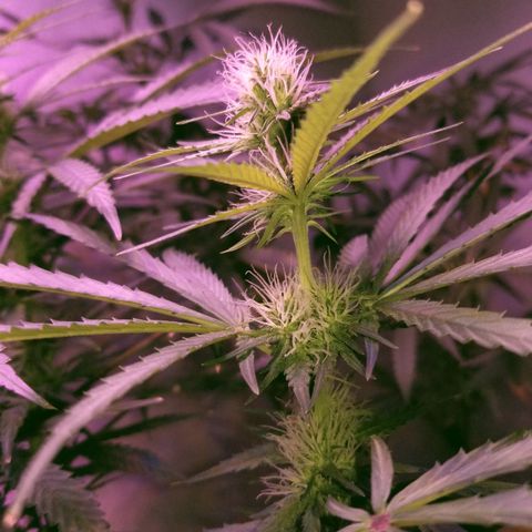 Southwest Candy  growlog timeline photo
