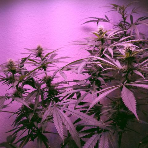 Southwest Candy  growlog timeline photo