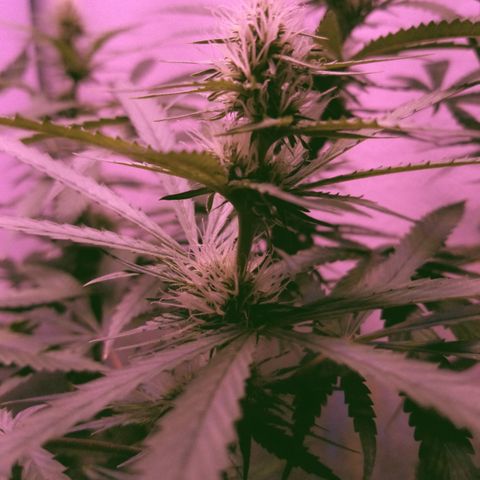 Southwest Candy  growlog photo: Smells sweet an fruity like a candy shop!!