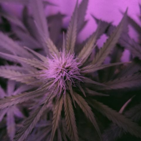 Southwest Candy  growlog photo: Smells sweet an fruity like a candy shop!!