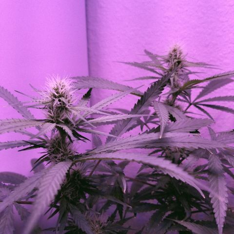 Southwest Candy  growlog photo: Smells sweet an fruity like a candy shop!!