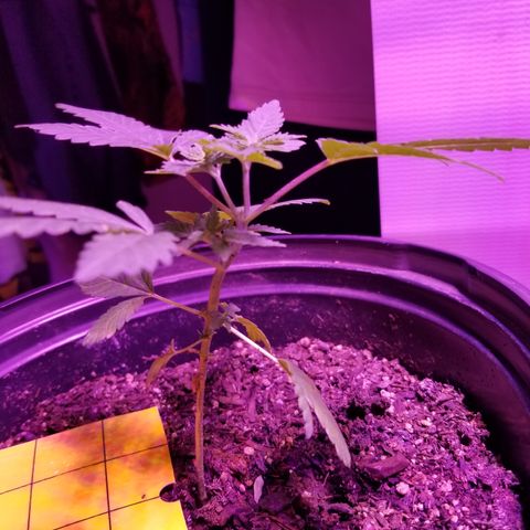 STRAWBERRY FIELDS   growlog photo: One month and one day from seed LST has kept her nice and low and bushing out! 