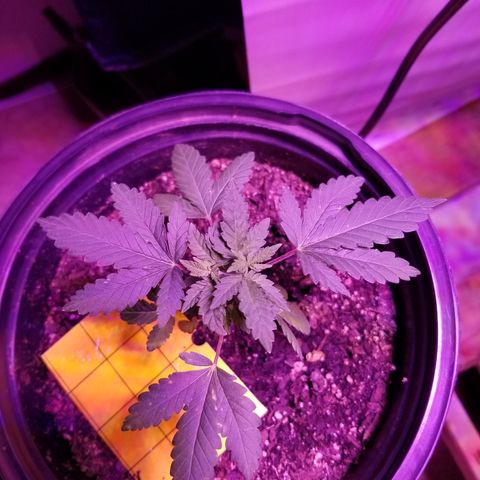 STRAWBERRY FIELDS   growlog photo: One month and one day from seed LST has kept her nice and low and bushing out! 