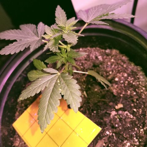 STRAWBERRY FIELDS   growlog photo: One month and one day from seed LST has kept her nice and low and bushing out! 