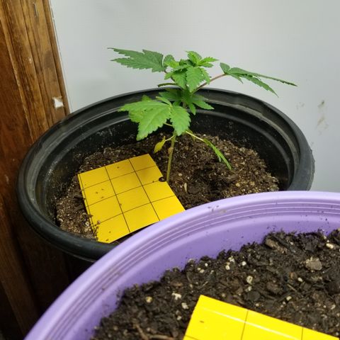 STRAWBERRY FIELDS   growlog timeline photo