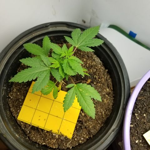 STRAWBERRY FIELDS   growlog timeline photo