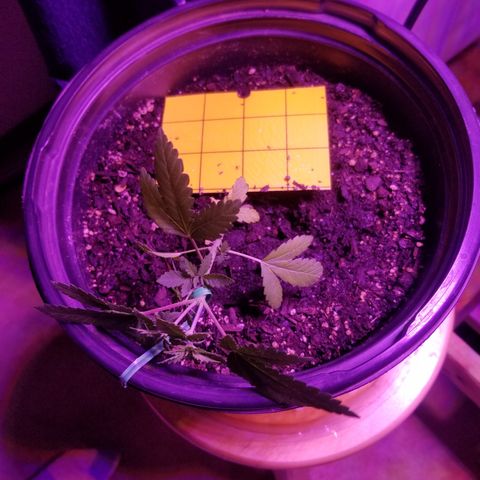 STRAWBERRY FIELDS   growlog photo: MORE LST 