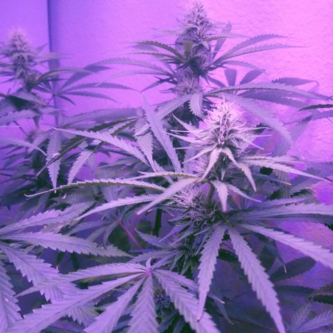 Southwest Candy  growlog photo: I'm very pleased with how shes growing it's pretty easy sailing from here shes gonna be some good medicine!!! 